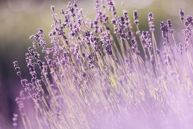 Aromatherapie